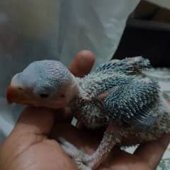 I'm selling my raw parrot chick