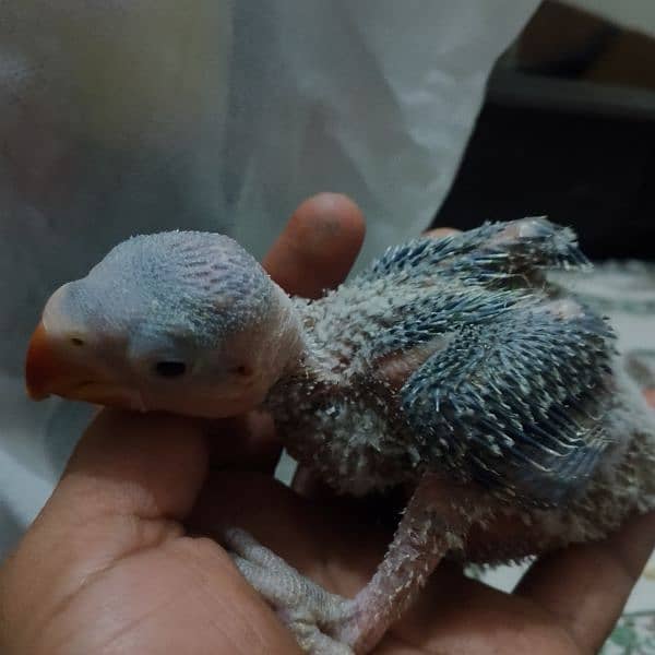 I'm selling my raw parrot chick 0