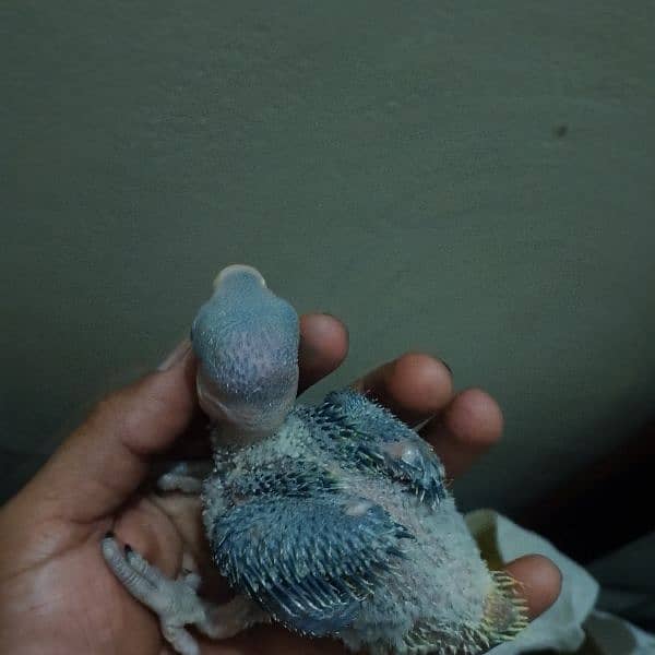 I'm selling my raw parrot chick 1