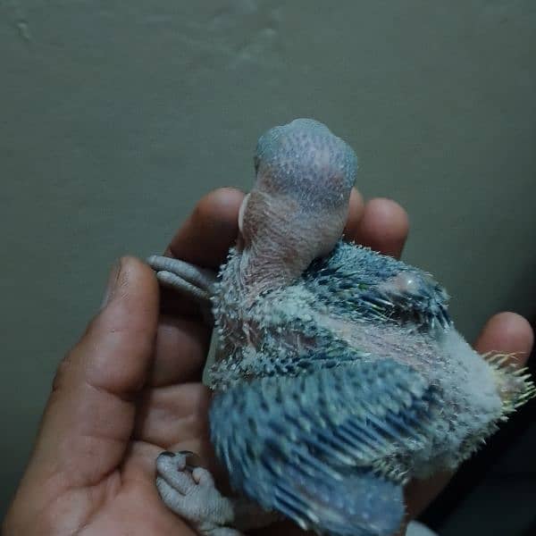 I'm selling my raw parrot chick 2