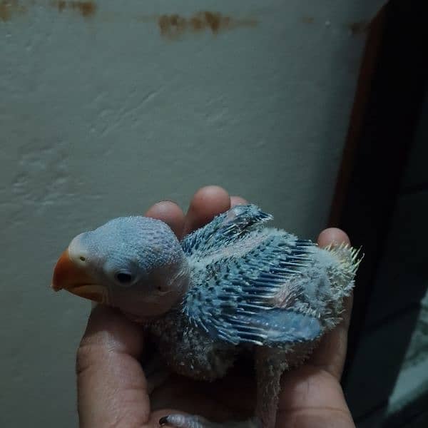 I'm selling my raw parrot chick 3