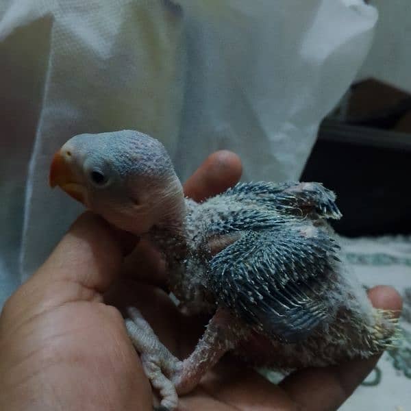 I'm selling my raw parrot chick 4