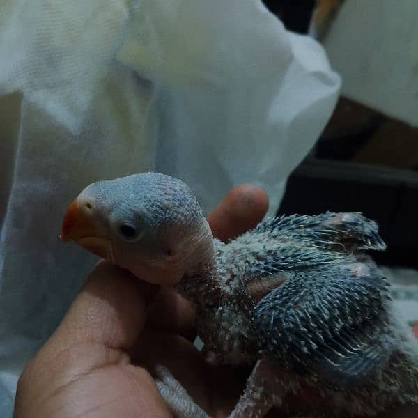 I'm selling my raw parrot chick 5