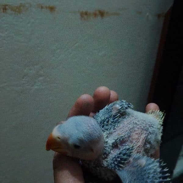 I'm selling my raw parrot chick 6