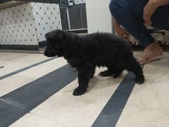 black German shphered puppy for sale parents are pedigree