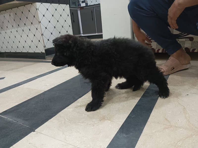 black German shphered puppy for sale parents are pedigree 0