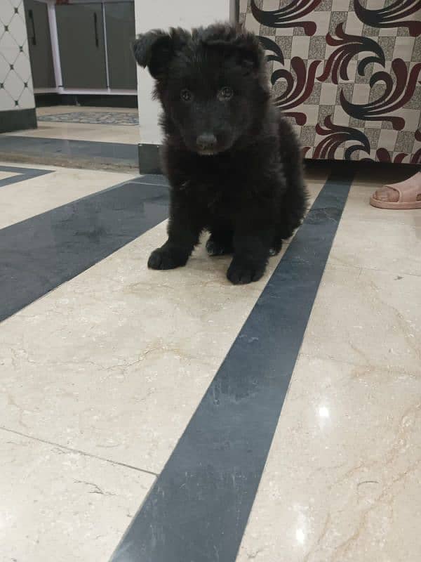 black German shphered puppy for sale parents are pedigree 1