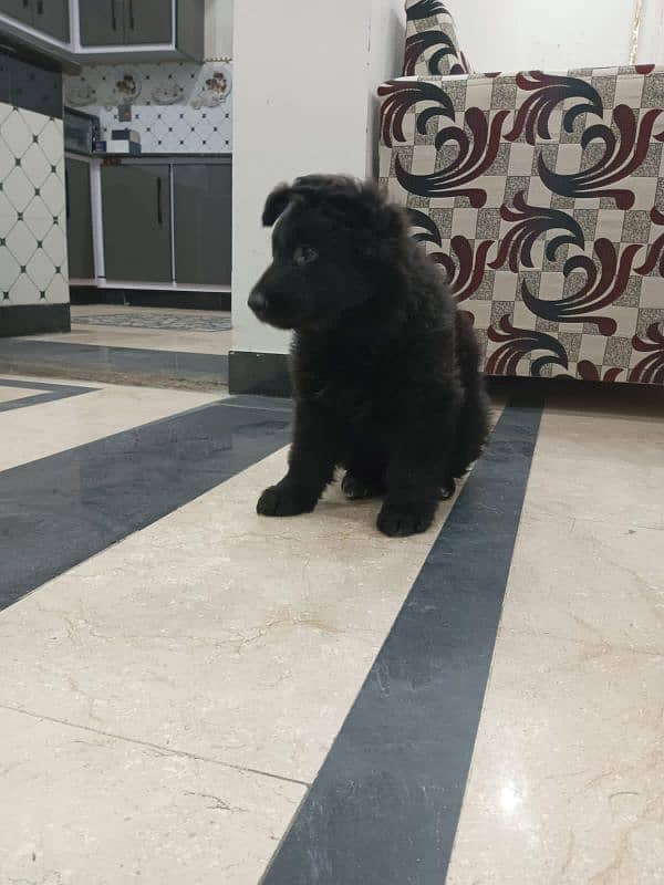 black German shphered puppy for sale parents are pedigree 2