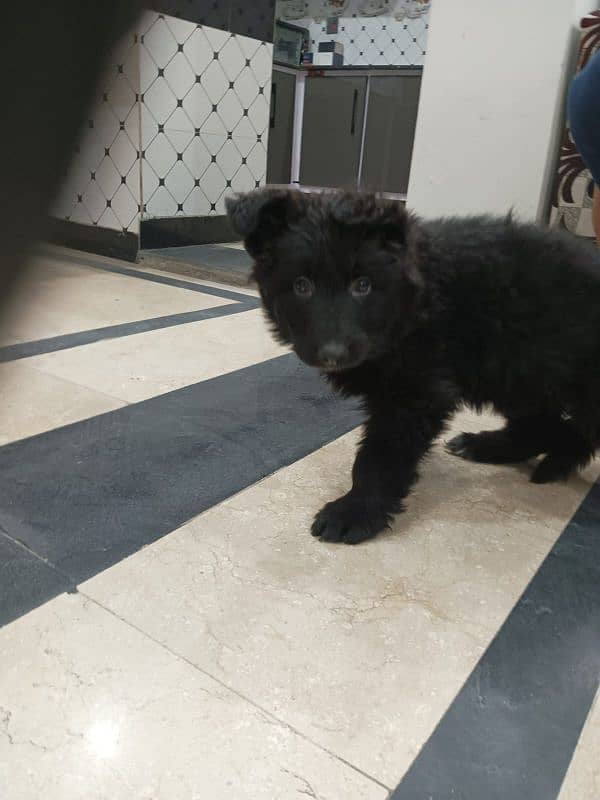 black German shphered puppy for sale parents are pedigree 3