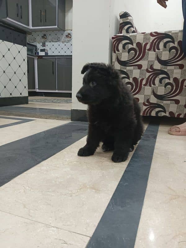 black German shphered puppy for sale parents are pedigree 4