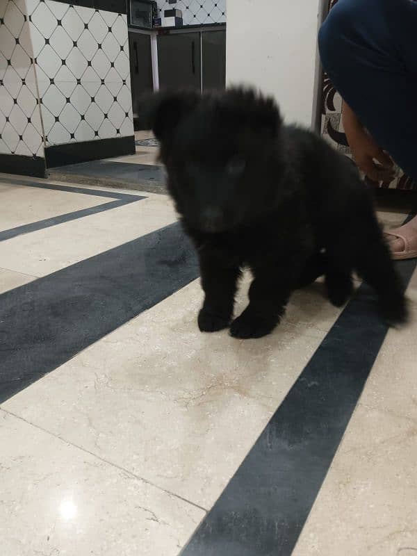 black German shphered puppy for sale parents are pedigree 5