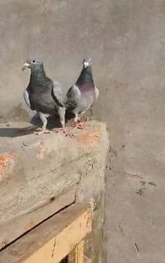 qasid pigeons sell ring bird excellent blood line