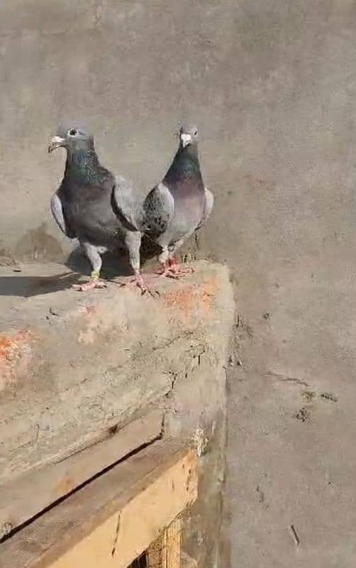 qasid pigeons sell ring bird excellent blood line 0