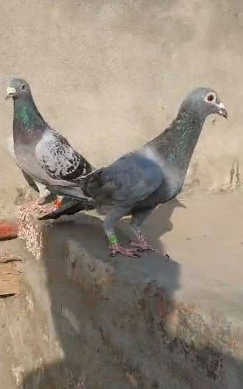 qasid pigeons sell ring bird excellent blood line 1