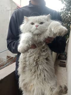 persian male cat