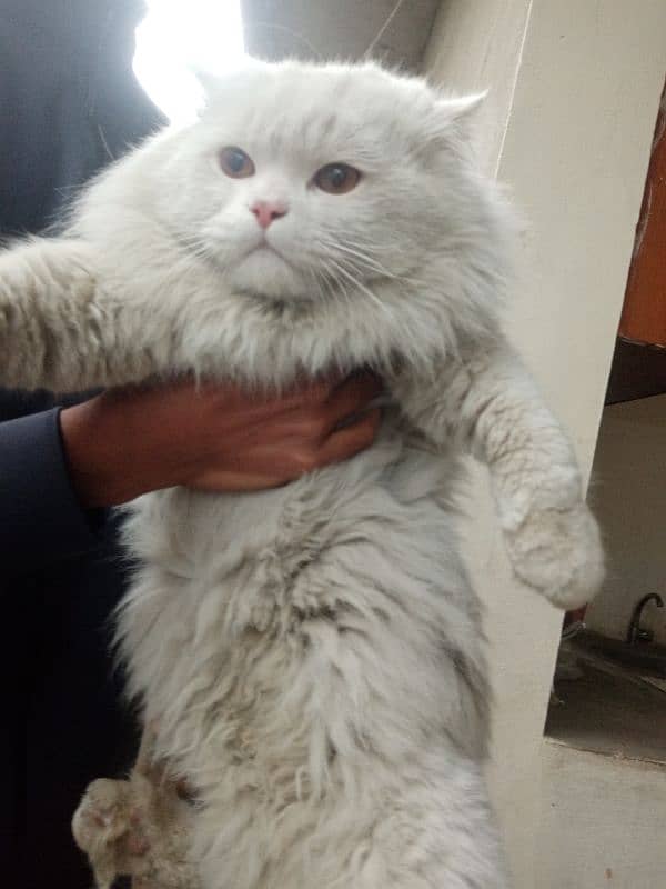 persian male cat 1