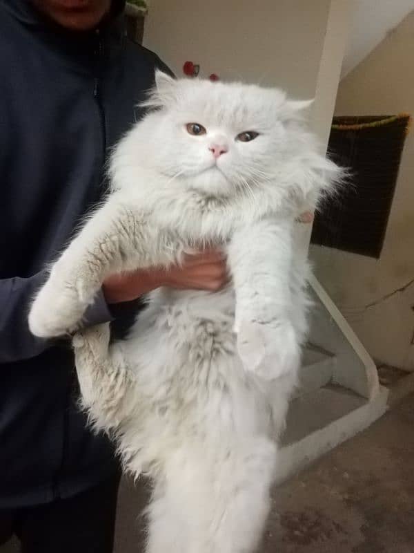 persian male cat 2