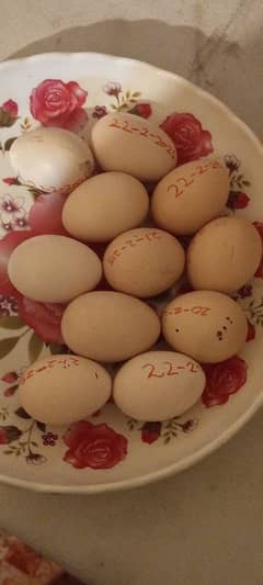 Eggs Shamoo hens for sale