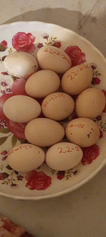 Eggs Shamoo hens for sale 0