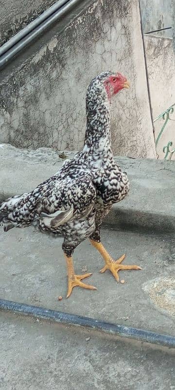 Eggs Shamoo hens for sale 1