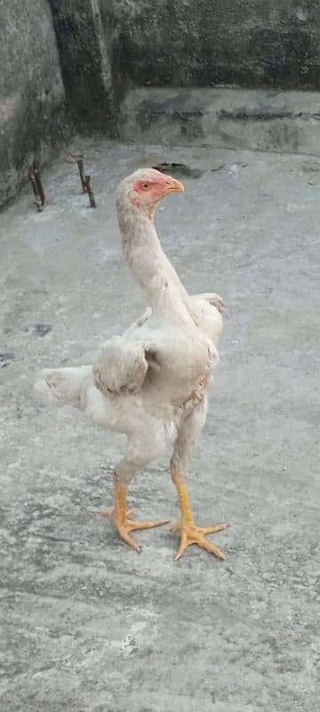 Eggs Shamoo hens for sale 2