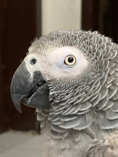 African gray