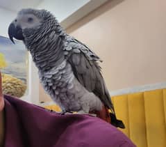 african grey parrot