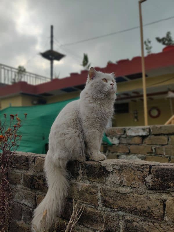 persian 8