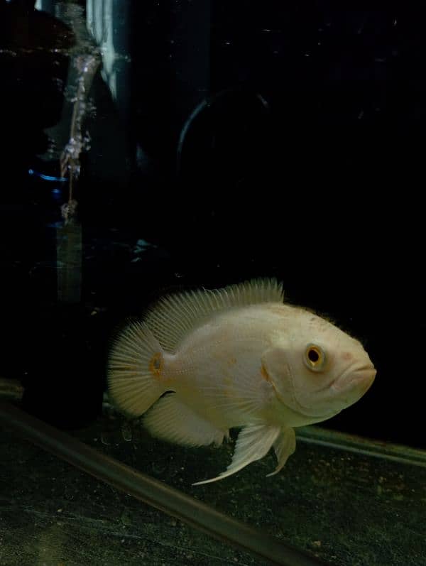 oscar fish for sale 0