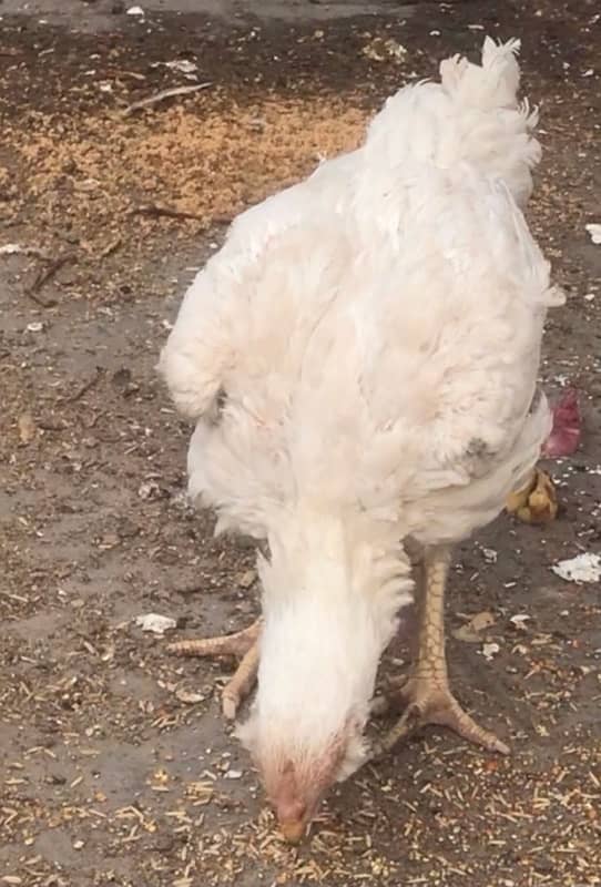 Heera Galvi Qandhari Hen For Sale. 03234238283 1