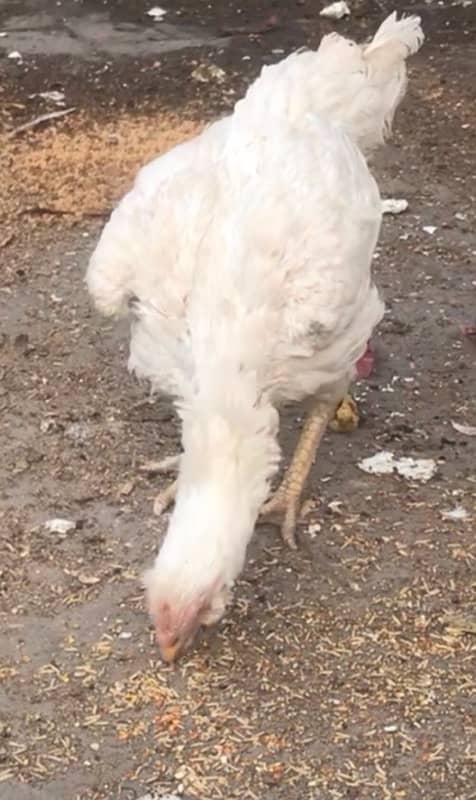 Heera Galvi Qandhari Hen For Sale. 03234238283 2