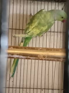 green paid ringneck male