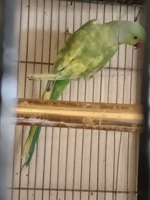 green paid ringneck male 0