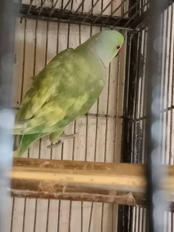 green paid ringneck male 2