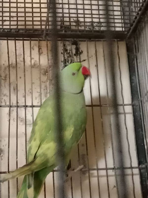 green paid ringneck male 3