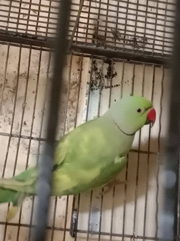 green paid ringneck male 5