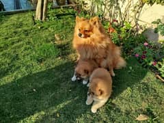 Pedigree Pomeranian's puppies for sale / Dog puppy for sale