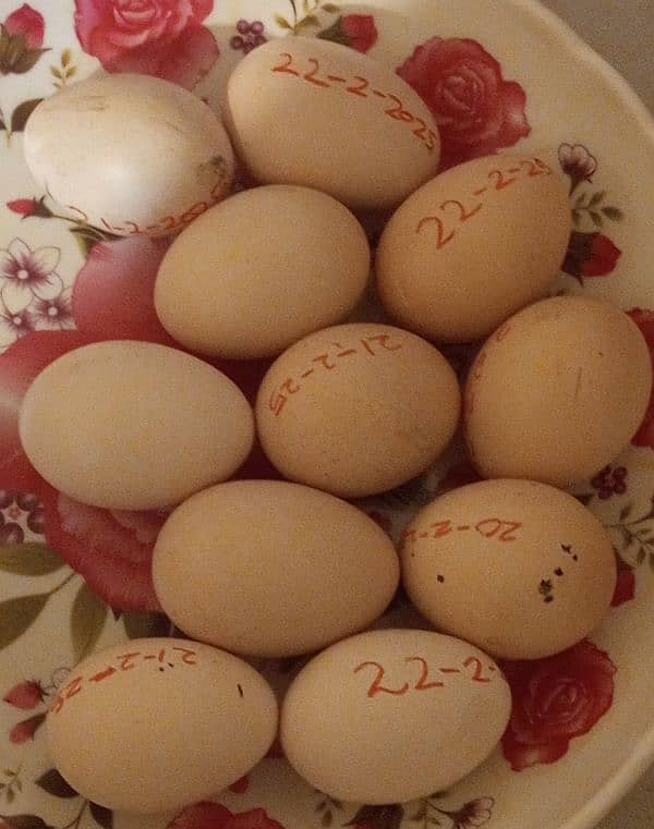 Eggs Shamoo hens for sale 4