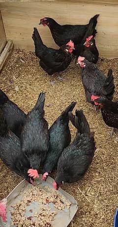 Austrolop hens