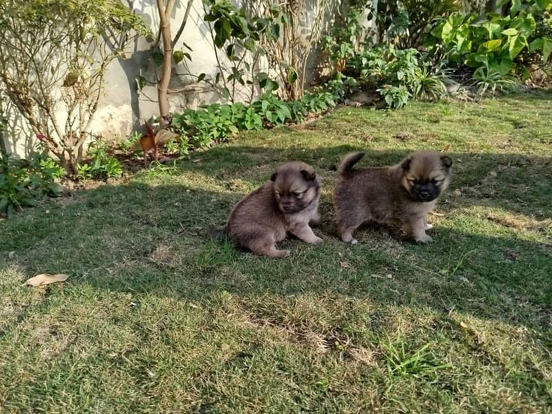 Puppies for Sale / pedigree Pomeranian puppy Available for Sale 0