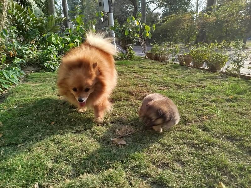 Puppies for Sale / pedigree Pomeranian puppy Available for Sale 1