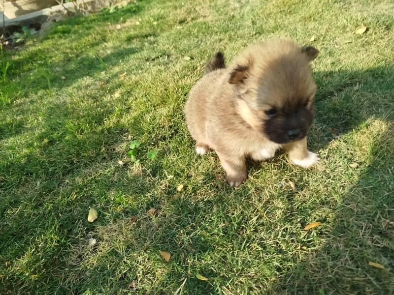 Puppies for Sale / pedigree Pomeranian puppy Available for Sale 2