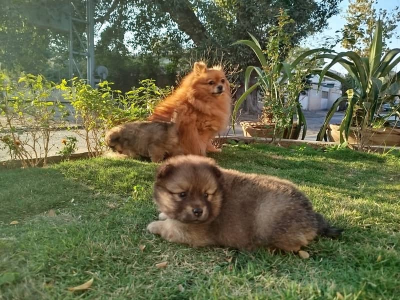 Puppies for Sale / pedigree Pomeranian puppy Available for Sale 4