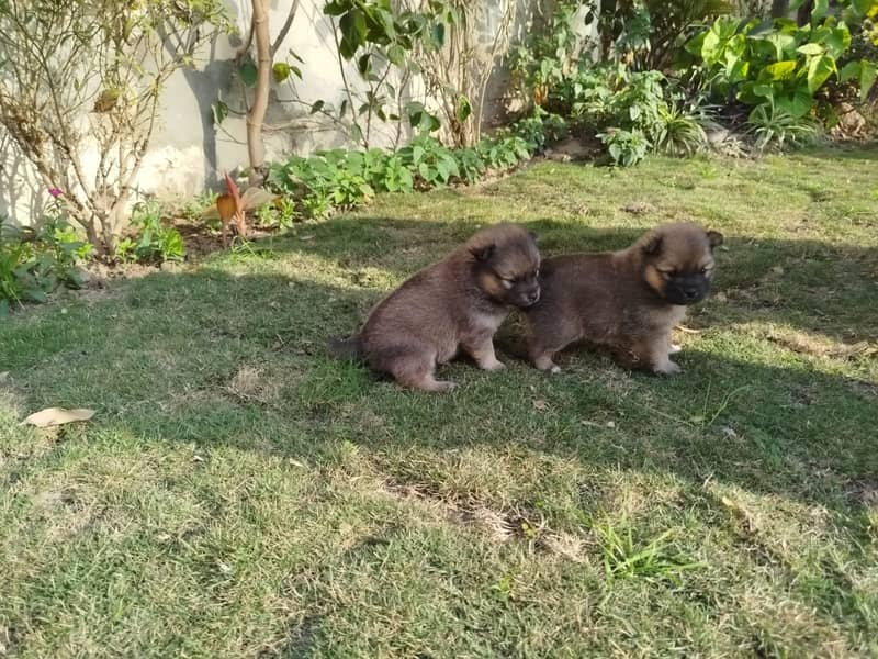 Puppies for Sale / pedigree Pomeranian puppy Available for Sale 5