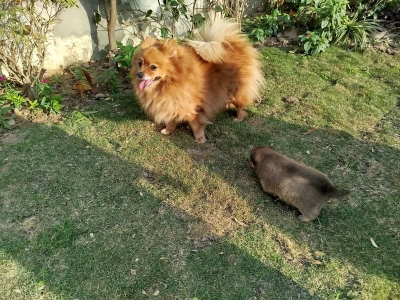 Puppies for Sale / pedigree Pomeranian puppy Available for Sale 6