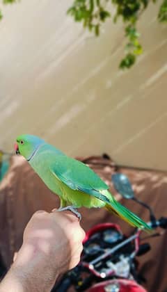 parrot