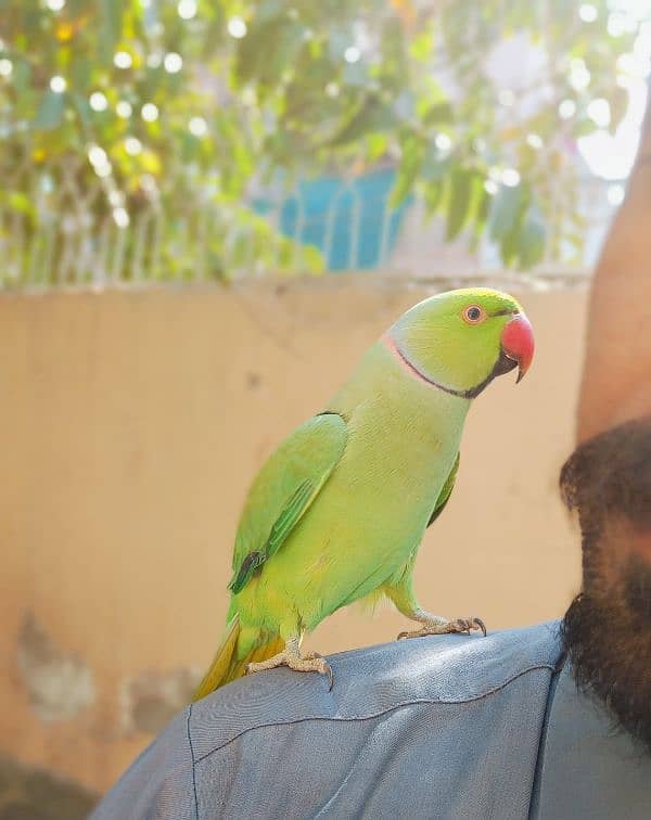 parrot for sell 2