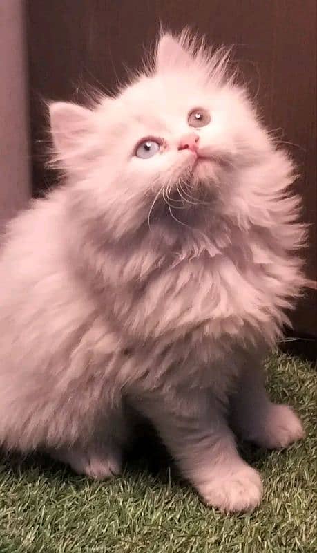 Persian kittens triple coat pair for sale contact whatsap 03095180992 0