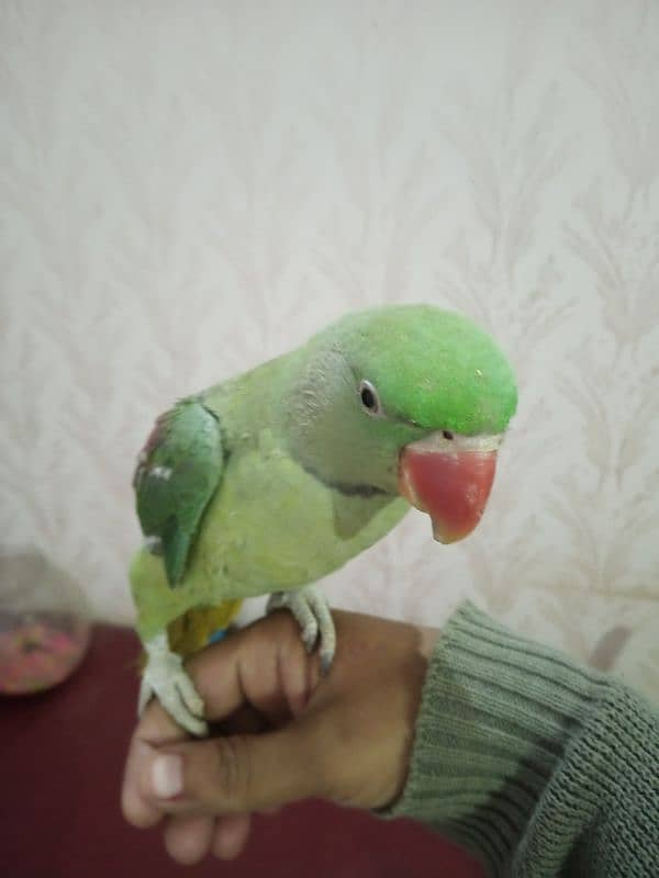 raw Kashmiri parrot 0