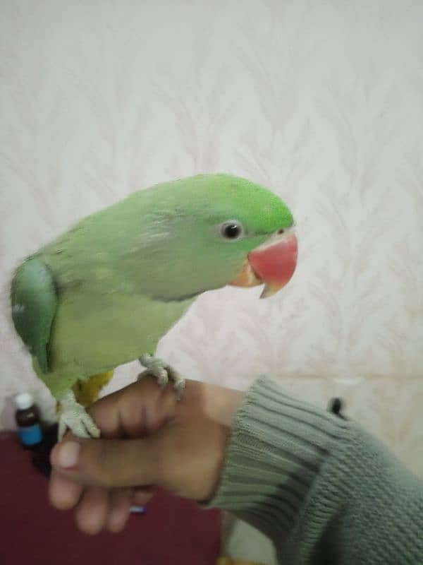 raw Kashmiri parrot 1